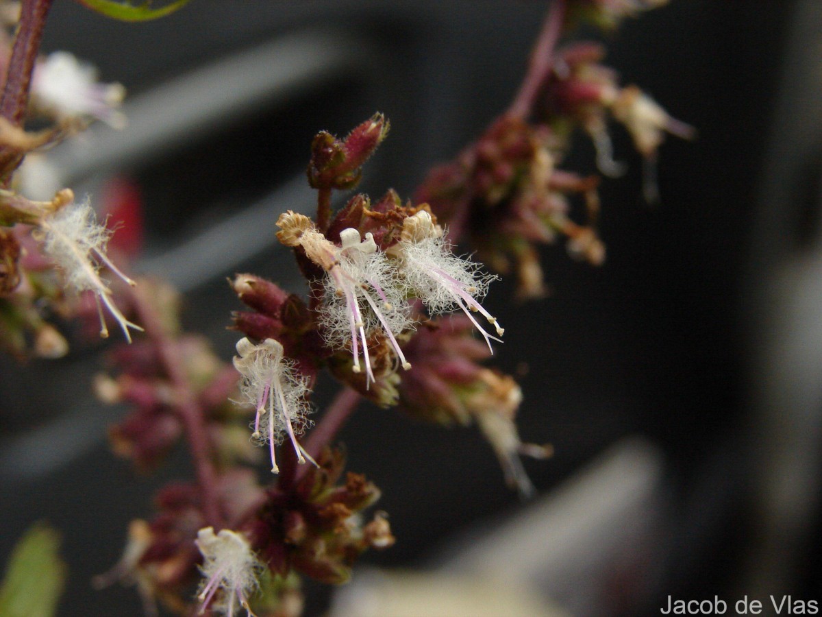 Pogostemon heyneanus Benth.